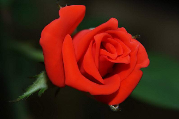Bó hoa hồng đỏ dành tặng sinh nhật người yêu đẹp và ý nghĩa - Hình 7