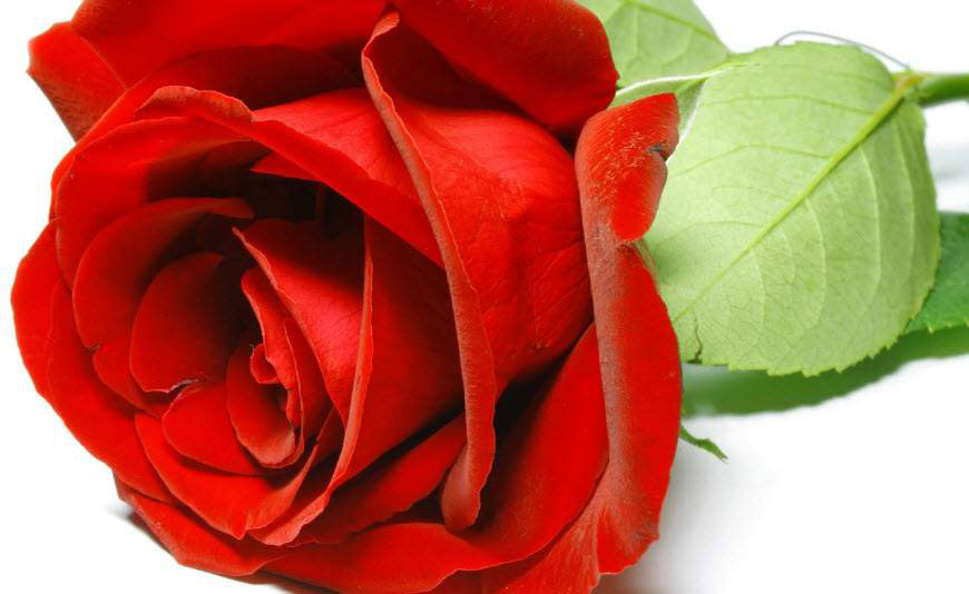 Bó hoa hồng đỏ dành tặng sinh nhật người yêu đẹp và ý nghĩa - Hình 8