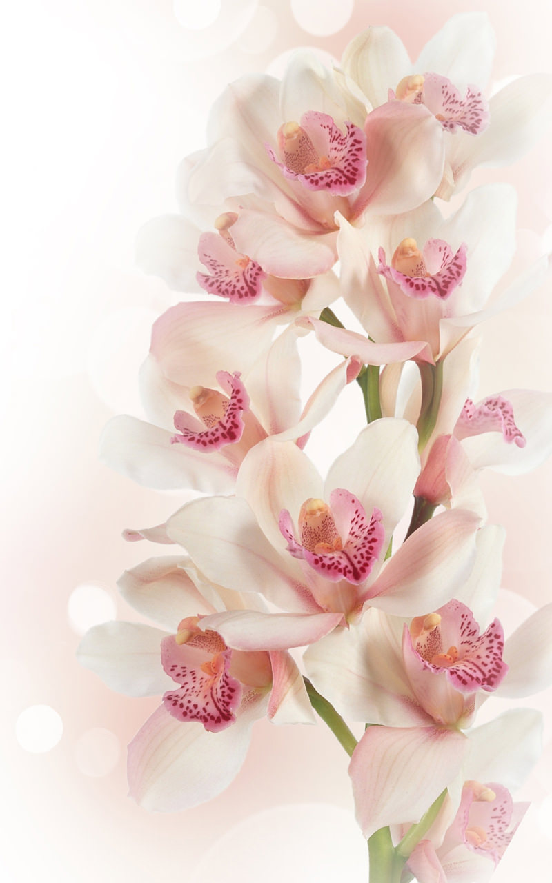 BST hình nền hoa tuyệt đẹp cho điện thoại  Hình nền đẹp cho ĐTDĐ