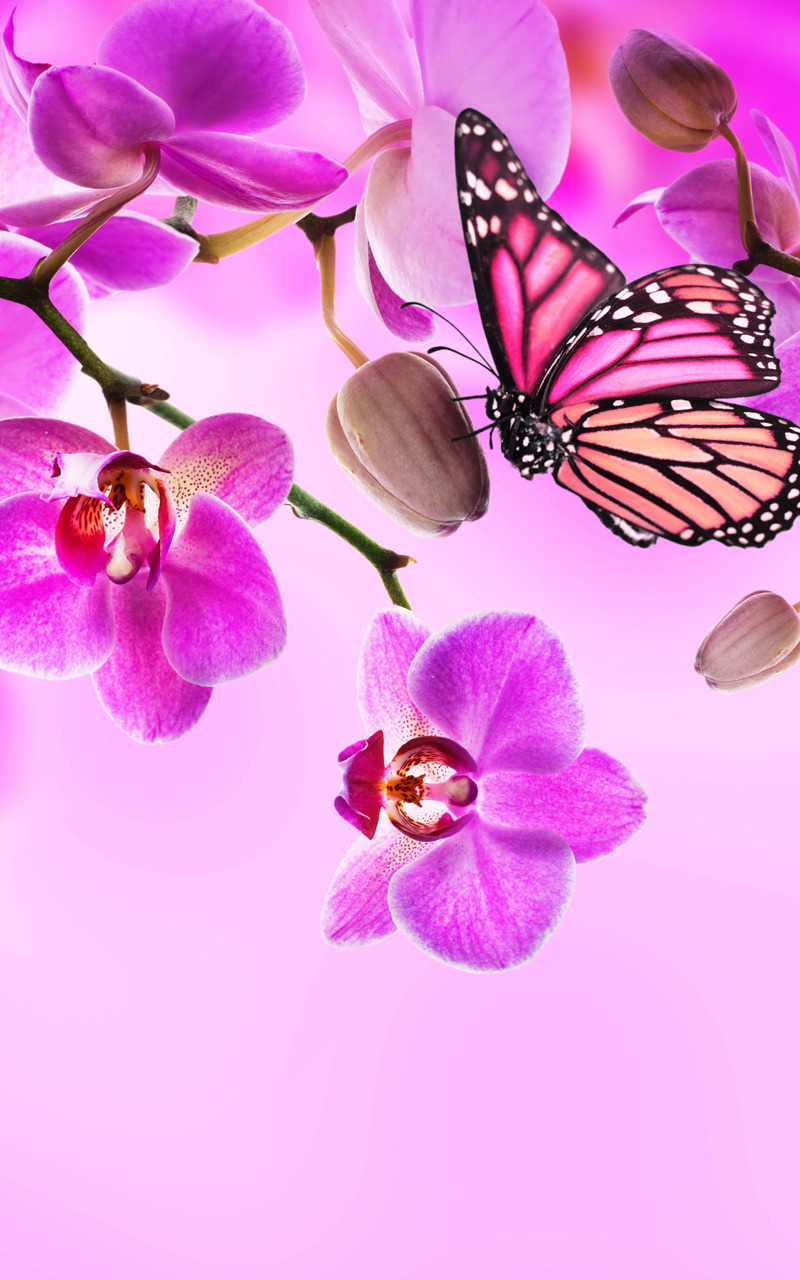 Muốn thay đổi hình nền cho điện thoại của mình để thể hiện đam mê hoa lan? Xem ngay hình ảnh liên quan và trải nghiệm với hình nền hoa lan với nhiều kiểu dáng và màu sắc.