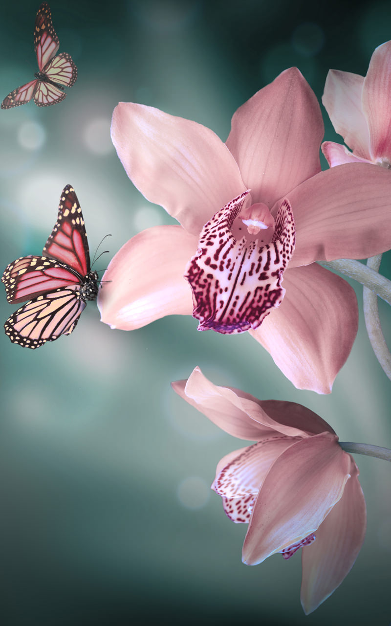Hoa lan được biết đến như một biểu tượng của sự thanh lịch và đẳng cấp. Với hình nền hoa lan, bạn sẽ không chỉ có một phần mềm sang trọng mà còn được thể hiện gu thẩm mỹ của mình.