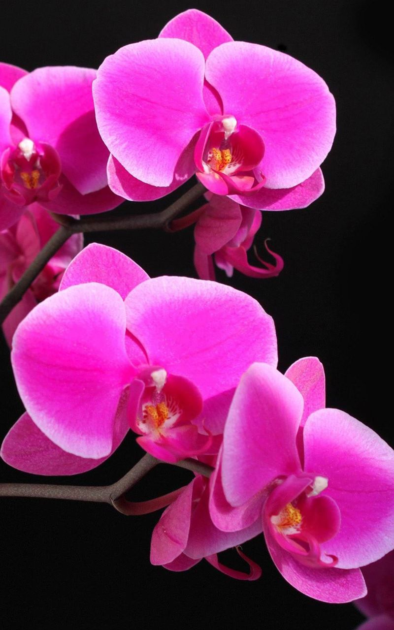 Cập nhật nhiều hơn 106 hình nền hoa lan phi điệp hay nhất  Tin học Đông Hòa