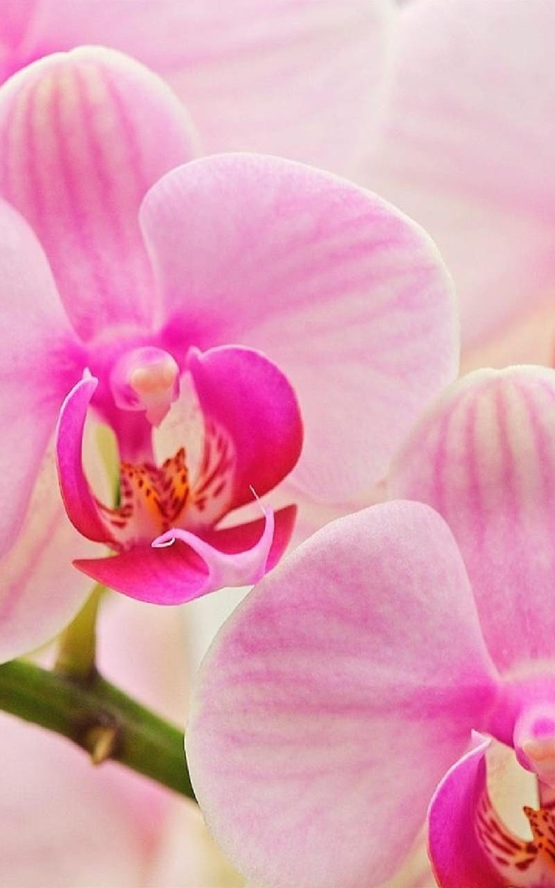 10 loại hoa lan đẹp đến ngỡ ngàng thích hợp để bạn trưng bày đón Tết   BlogAnChoi