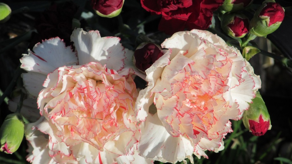 Hình nền hoa cẩm chướng: Hãy cùng ngắm nhìn một thiên đường hoa với hình nền hoa cẩm chướng tuyệt đẹp. Màu sắc rực rỡ và đầy cảm hứng sẽ chắc chắn làm cho màn hình của bạn trở nên sống động hơn bao giờ hết.