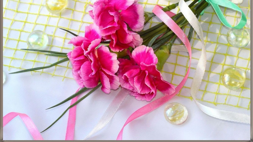 Hình nền  Hoa cẩm chướng hoa cỏ ánh sáng tối 2560x1600  wallup   1072033  Hình nền đẹp hd  WallHere