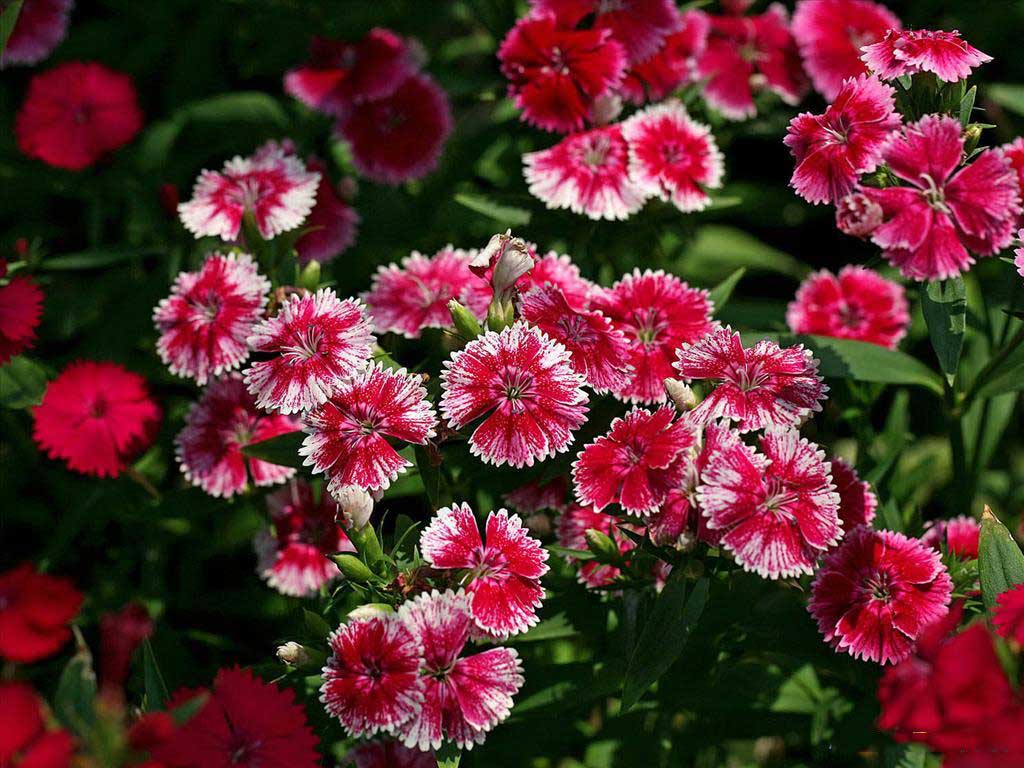Tuyển tập những hình nền hoa cẩm chướng đẹp cho máy tính - Hình 12