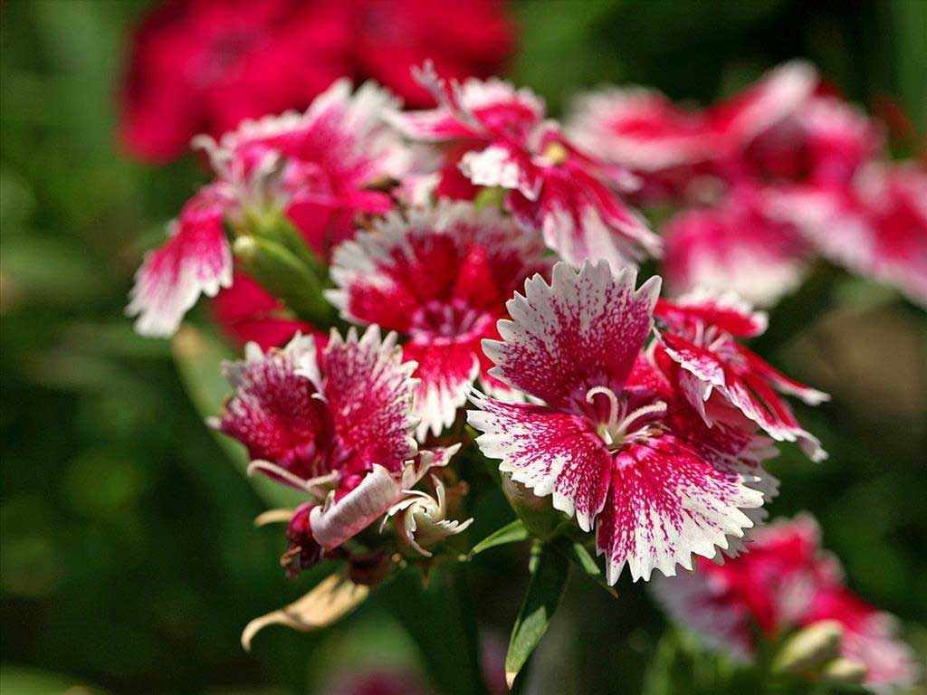 Tuyển tập những hình nền hoa cẩm chướng đẹp cho máy tính - Hình 16