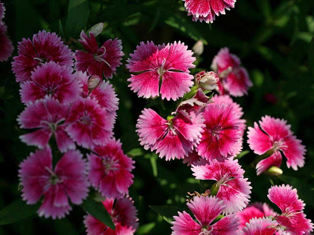 Tuyển tập những hình nền hoa cẩm chướng đẹp cho máy tính - Hình 20