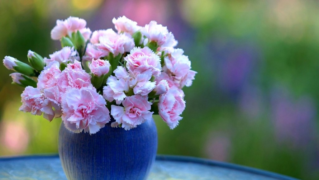 Hoa cẩm chướng là một trong những loại hoa hương thơm được yêu thích nhất. Nó có những cánh hoa xinh đẹp với nhiều màu sắc tươi sáng. Nếu bạn muốn tìm hiểu thêm về loại hoa này, hãy xem hình ảnh liên quan đến hoa cẩm chướng.