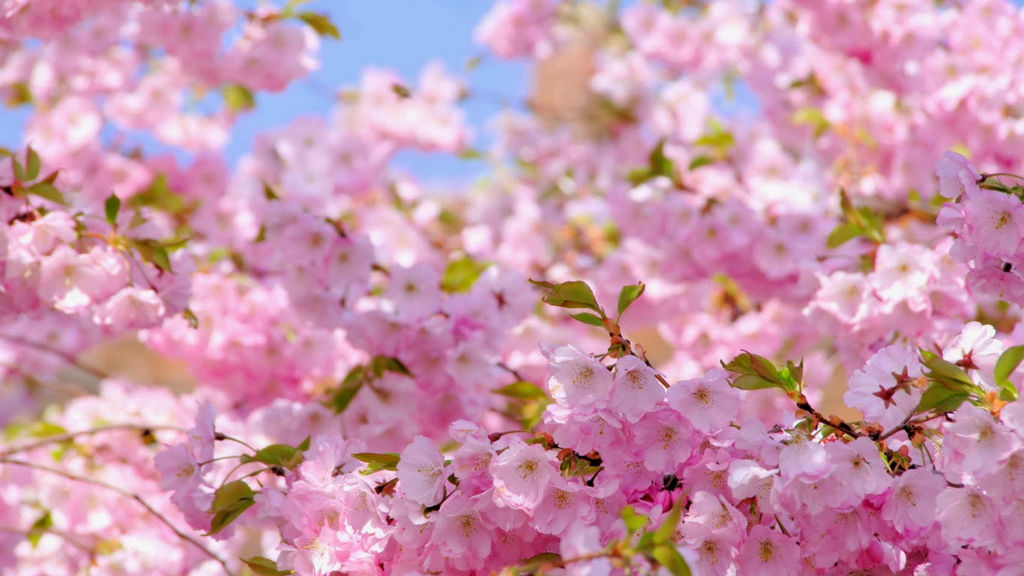 Hãy sử dụng hình nền hoa đào đón Tết để tạo ra không khí Xuân tràn đầy trong cuộc sống của bạn, giúp bạn và gia đình cảm thấy hạnh phúc, ấm áp và đầy sức sống.