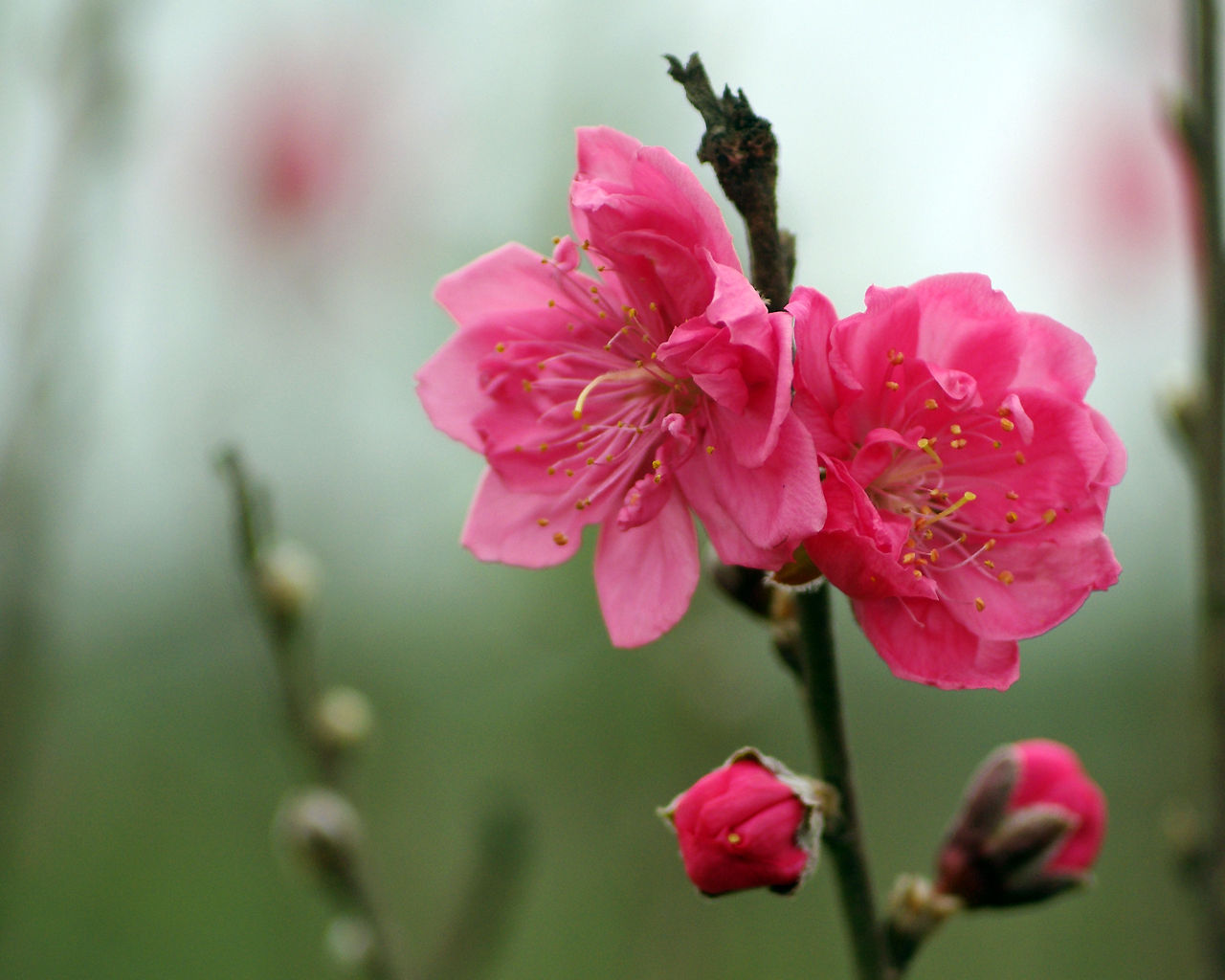 Hoa đào là biểu tượng của mùa Xuân tươi đẹp, mang trong mình tinh hoa của văn hóa truyền thống Việt Nam. Năm 2024 này, hoa đào được chăm sóc cẩn thận, đón nhận nhiều sự quan tâm của mọi người. Hãy cùng đắm chìm trong cảnh sắc hoa đào rực rỡ, như một lời chào đón một năm mới đầy hứa hẹn!