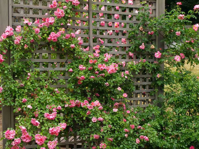 Hoa hồng leo - Cây hoa hồng leo thật tuyệt vời với những bông hoa nhỏ xinh và mùi thơm đặc trưng. Bạn đã từng nhìn thấy một loại hoa hồng leo công nghệ mới chưa? Hãy cùng chiêm ngưỡng hình ảnh và khám phá những đặc điểm độc đáo của cây này.