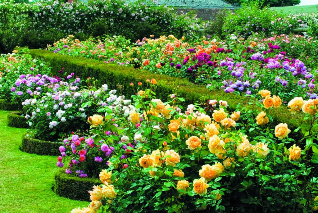 Hình ảnh vườn hồng chất lượng cao trên Shutterstock Hueblogger