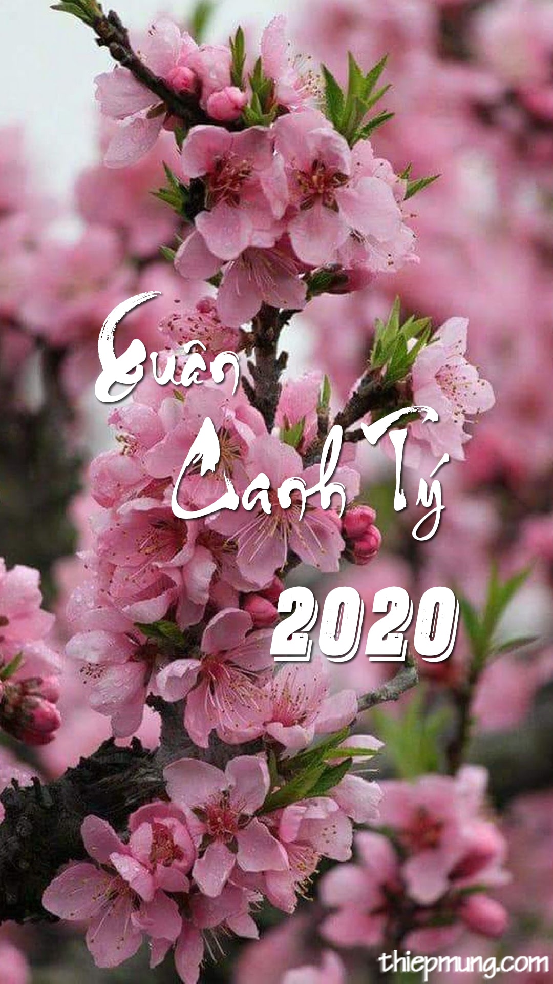 Tải bộ hình nền Tết 2020 dành cho điện thoại của bạn - Hình 9