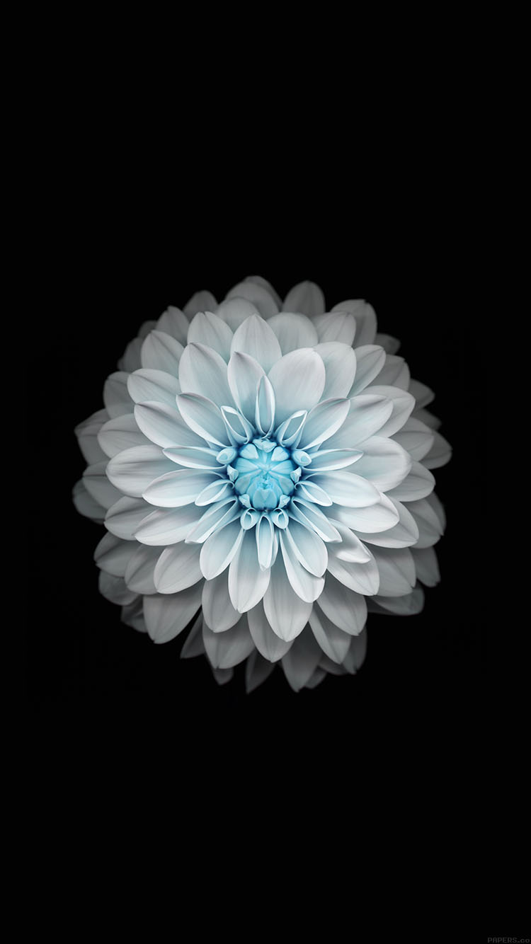 Những chiếc hoa tươi sáng và đầy sức sống sẽ khiến cho chiếc điện thoại của bạn lung linh và đầy sức sống hơn bao giờ hết. Hãy xem bức ảnh này để chọn cho mình một loại hoa phù hợp với iPhone 6s của bạn nhất nhé.