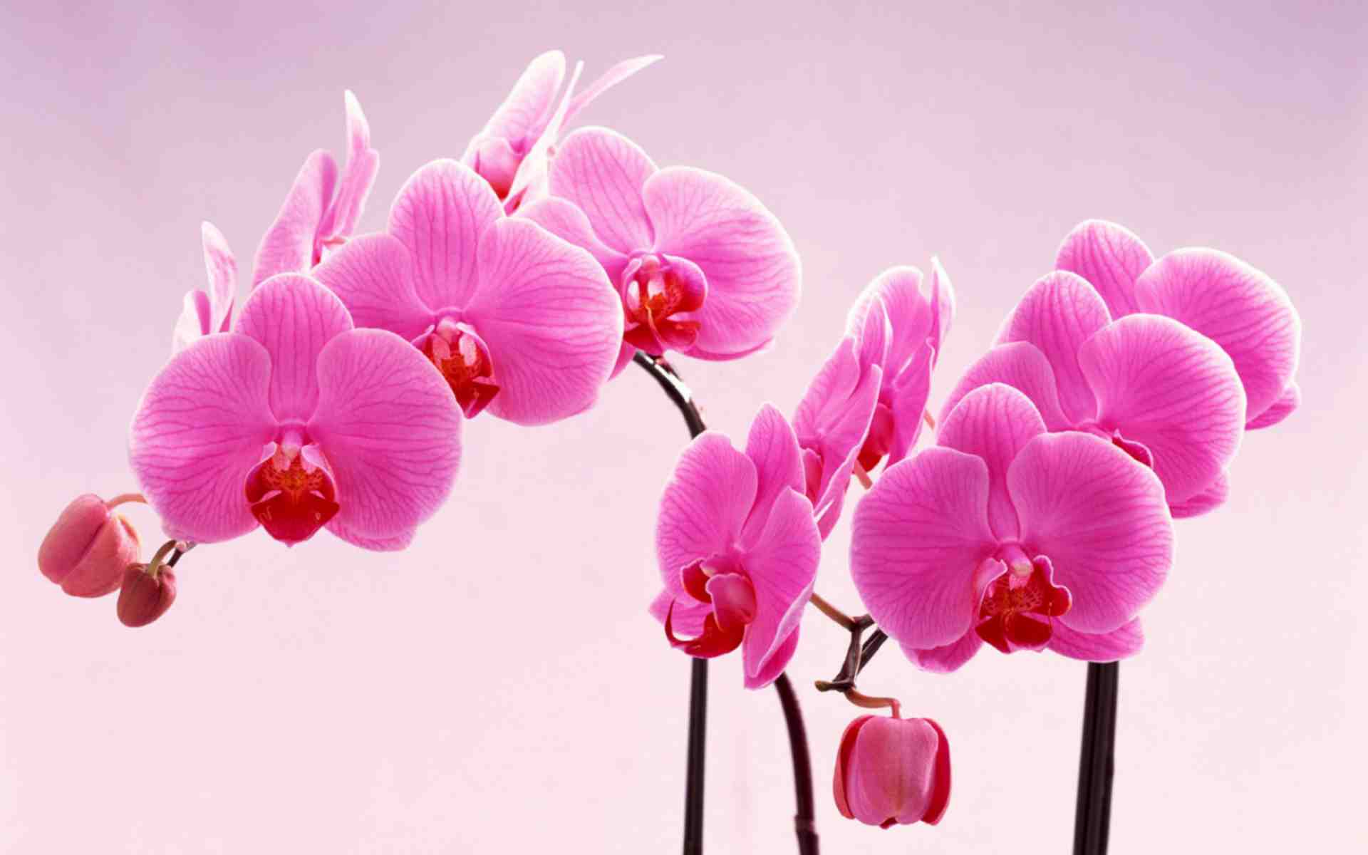Tuyển tập bộ hình nền hoa phong lan đủ màu sắc cho máy tính - Hình 3
