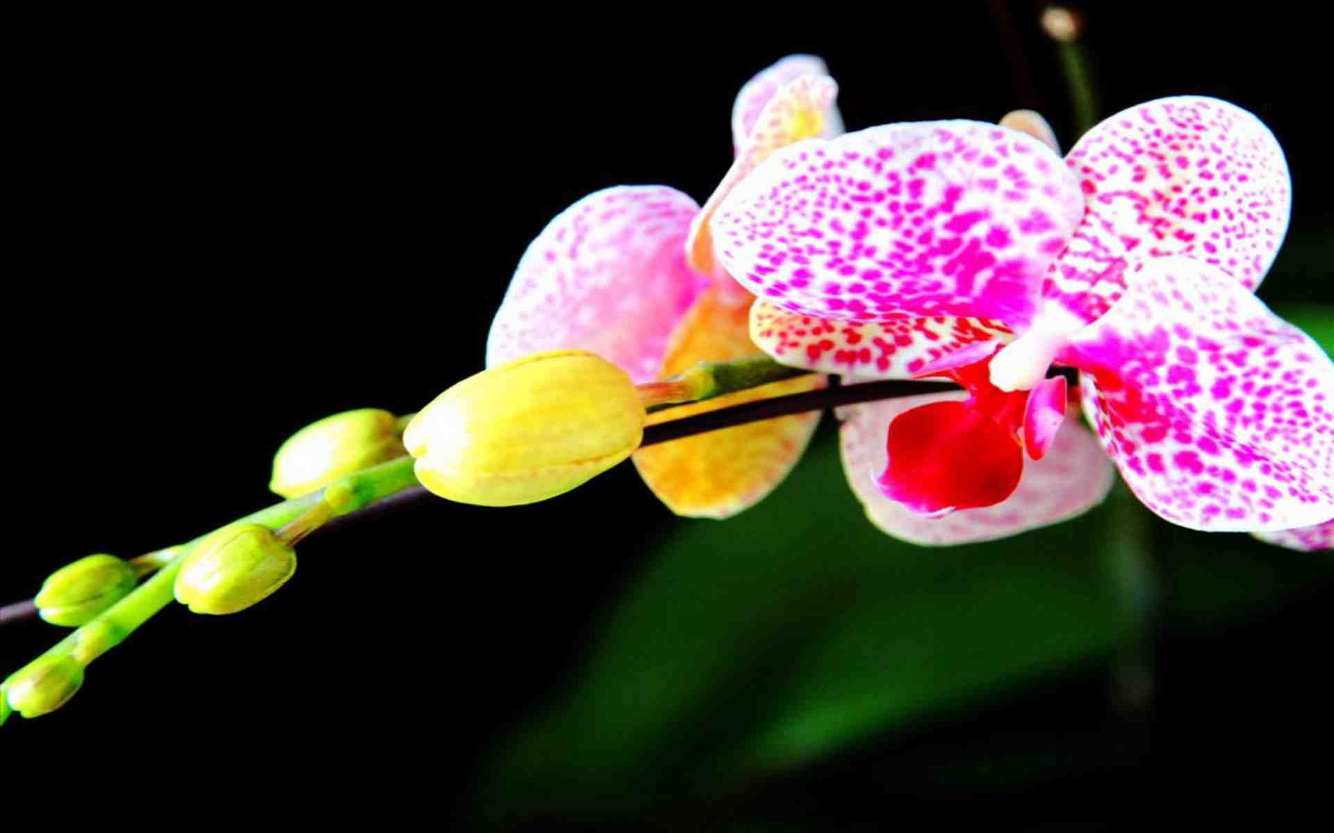 Tuyển tập bộ hình nền hoa phong lan đủ màu sắc cho máy tính - Hình 19