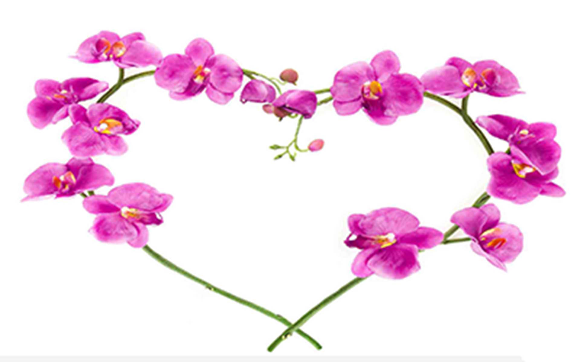 Dành cho những người yêu hoa phong lan, những hình nền hoa phong lan tuyệt đẹp sẽ khiến bạn say mê ngay từ ánh nhìn đầu tiên. Hoa phong lan với sắc tím đầy nữ tính sẽ thêm phần mềm mại và trang nhã cho màn hình của bạn.