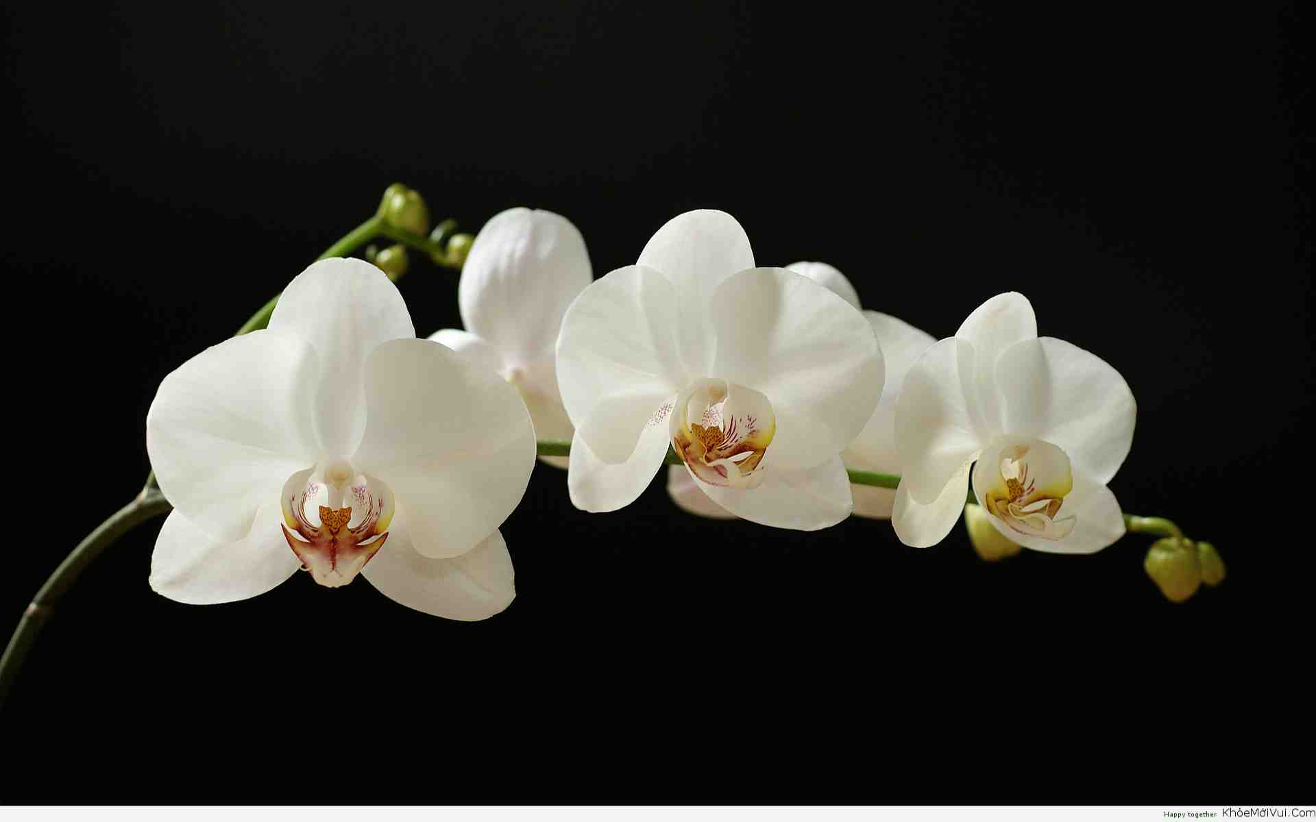 Hoa phong lan: Một trong những loại hoa đẹp và quý giá của Việt Nam là hoa phong lan. Với những đóa hoa to lớn, rực rỡ màu sắc, chúng mang đến vẻ đẹp sang trọng và quý phái cho mọi không gian. Hãy xem hình ảnh liên quan để ngắm nhìn sự tráng lệ của hoa phong lan nhé!