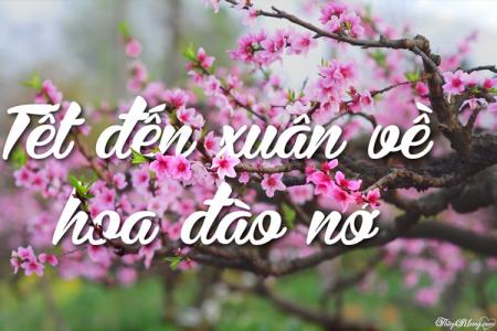 Tạo thiệp chữ nghệ thuật với hoa đào
